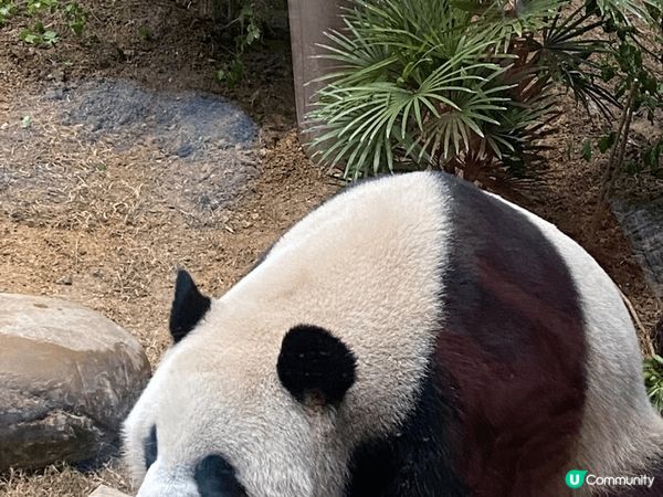生日去海洋公園探吓可愛的動物啦！除咗盈盈樂樂、安安可可，過多...