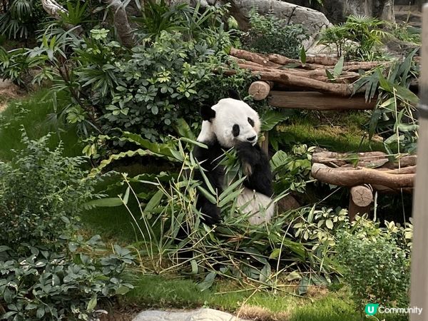 生日去海洋公園探吓可愛的動物啦！除咗盈盈樂樂、安安可可，過多...