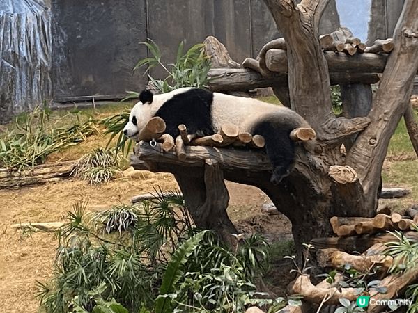 生日去海洋公園探吓可愛的動物啦！除咗盈盈樂樂、安安可可，過多...