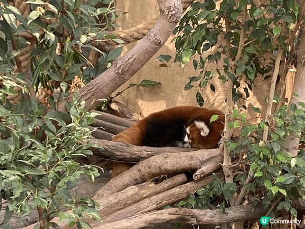 生日去海洋公園探吓可愛的動物啦！除咗盈盈樂樂、安安可可，過多...