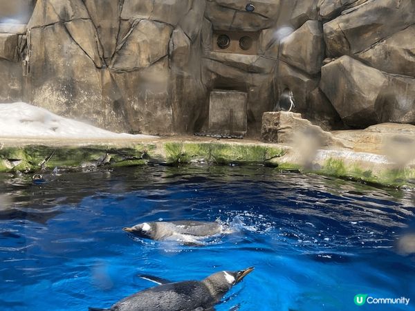 生日去海洋公園探吓可愛的動物啦！除咗盈盈樂樂、安安可可，過多...