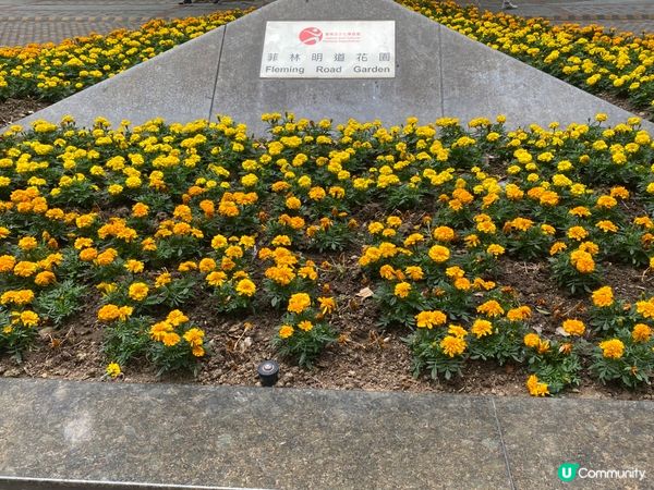 ## 灣仔隱世綠洲 🌿 菲林明道花園 🤫