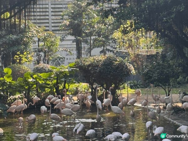 聖誕節出去走走，慶祝及感受熱鬧氣氛。希望迎接新的一年來臨大家...