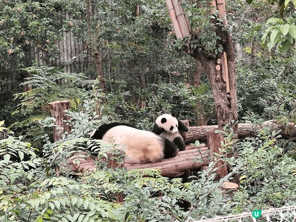 成都熊貓基地有好多熊貓bb仔，睇住bb仔搞住熊媽媽瞓覺好可愛...