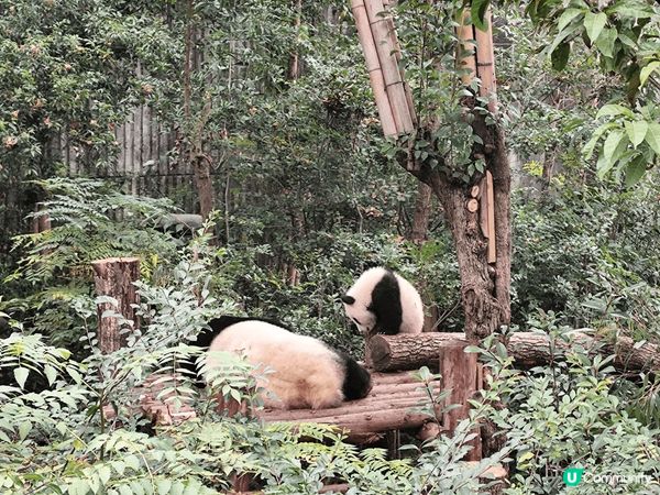 成都熊貓基地有好多熊貓bb仔，睇住bb仔搞住熊媽媽瞓覺好可愛...