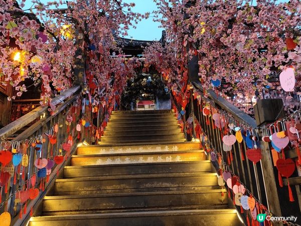 成都熊貓基地有好多熊貓bb仔，睇住bb仔搞住熊媽媽瞓覺好可愛...