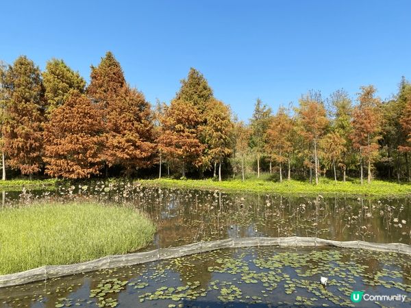 濕地公園以自然生態為背景，獨特的濕地景觀與寧靜氛圍，讓聖誕打...