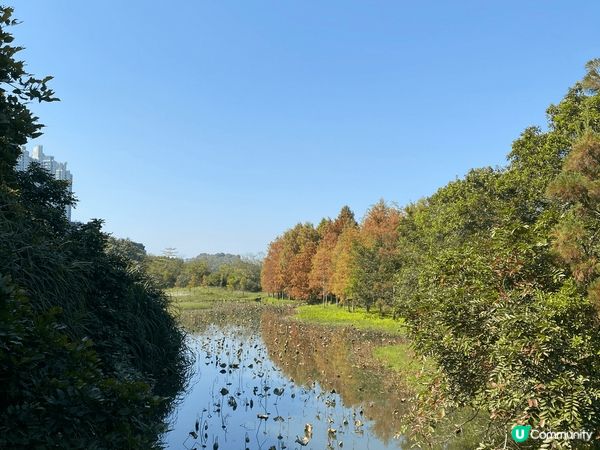 濕地公園以自然生態為背景，獨特的濕地景觀與寧靜氛圍，讓聖誕打...
