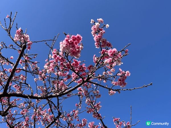 春神來了怎知道？櫻花朵朵來報到🌸才過完年，天氣還很冷，台北陽...