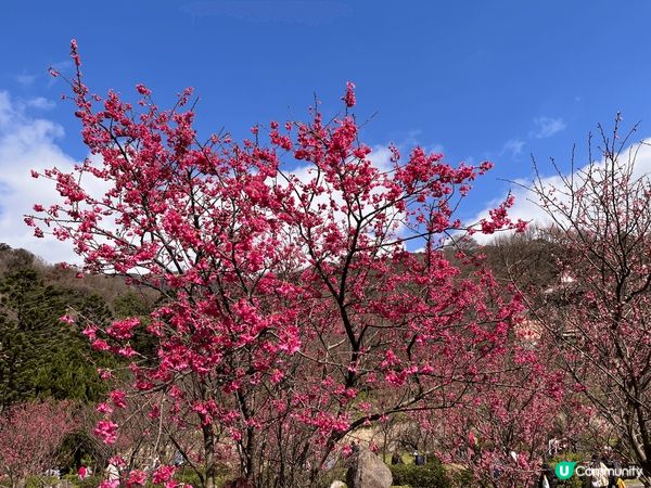 春神來了怎知道？櫻花朵朵來報到🌸才過完年，天氣還很冷，台北陽...