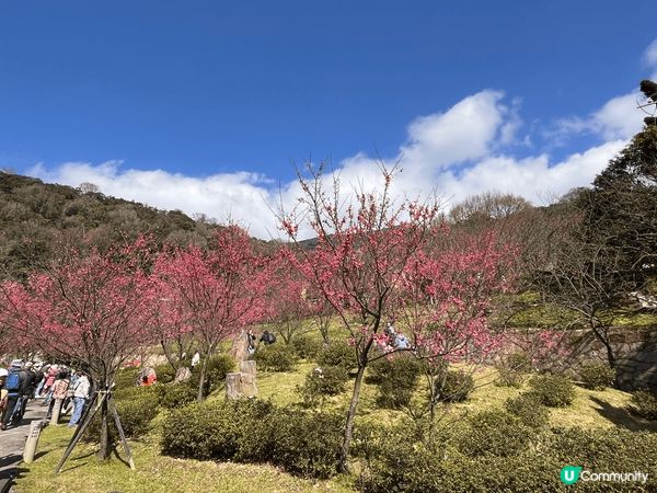 春神來了怎知道？櫻花朵朵來報到🌸才過完年，天氣還很冷，台北陽...