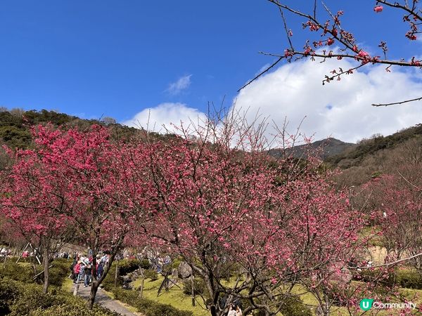春神來了怎知道？櫻花朵朵來報到🌸才過完年，天氣還很冷，台北陽...