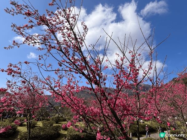 春神來了怎知道？櫻花朵朵來報到🌸才過完年，天氣還很冷，台北陽...