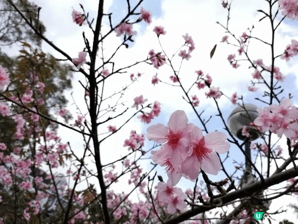 每年春天當然係櫻花盛開時候，但很多人只想到日本的地區才有得看...