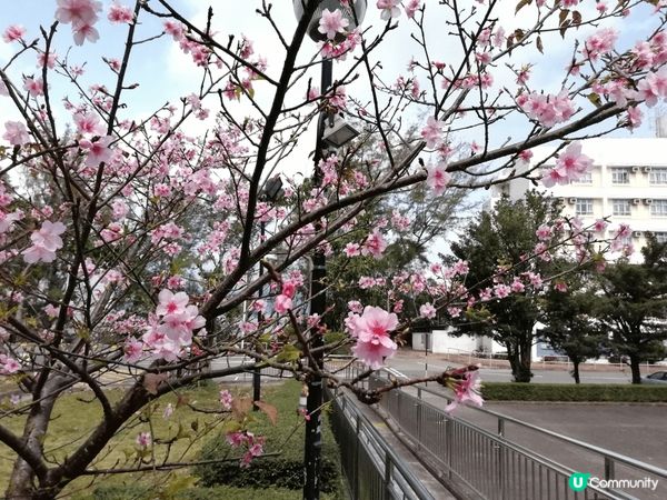 每年春天當然係櫻花盛開時候，但很多人只想到日本的地區才有得看...