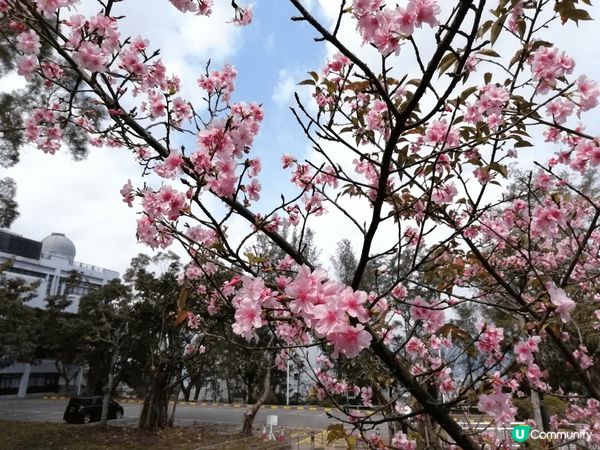 每年春天當然係櫻花盛開時候，但很多人只想到日本的地區才有得看...