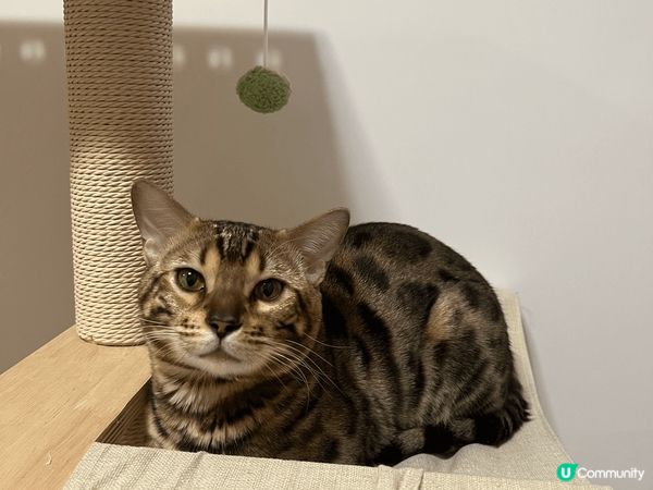 第一張: 呼…食飽飽最啱瞓教…媽咪你出門狩獵啦..唔好嘈住我...