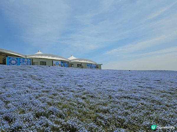 大阪 小蘭花 展 非常之漂亮 判曬成個山頭全部都係藍色跟埋天...