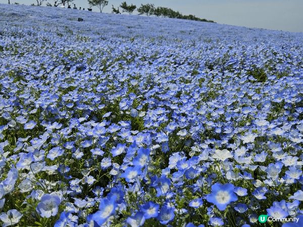 大阪 小蘭花 展 非常之漂亮 判曬成個山頭全部都係藍色跟埋天...