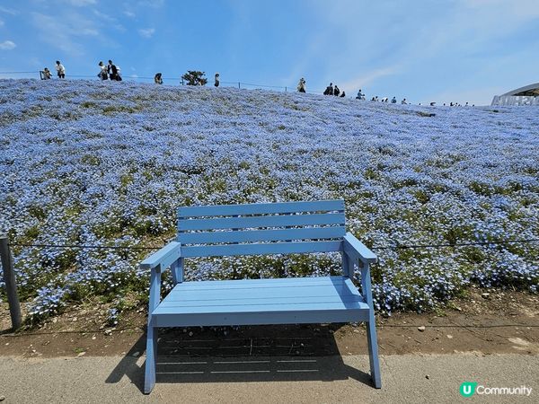 大阪 小蘭花 展 非常之漂亮 判曬成個山頭全部都係藍色跟埋天...