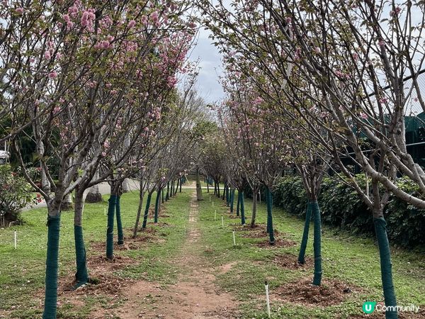 其實我係想叫大家唔好去