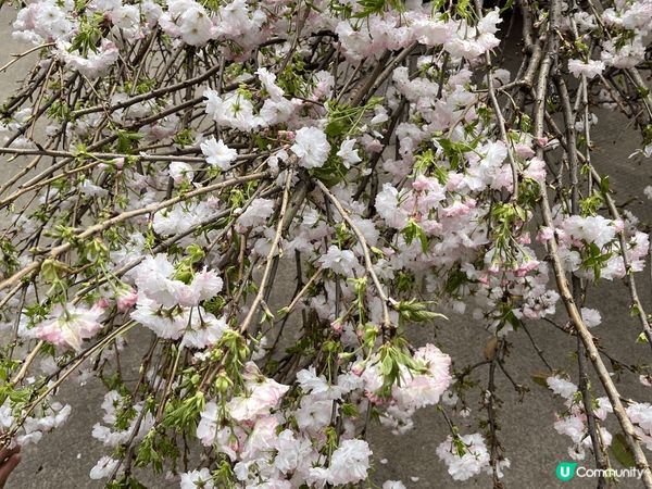 其實我係想叫大家唔好去