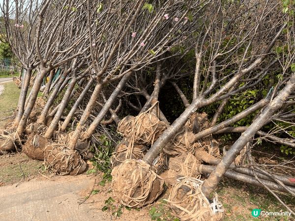 其實我係想叫大家唔好去