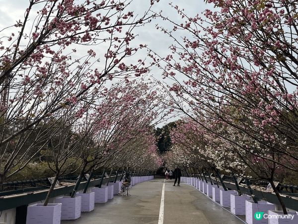 其實我係想叫大家唔好去