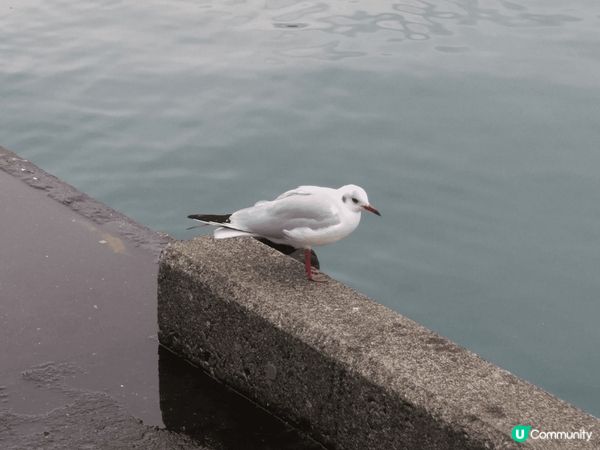 在郵輪上看日本，你就會明白點解日本咁迷人。