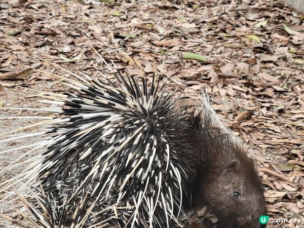 行山就係減壓搵下動物