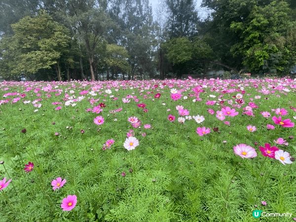 錦上路西鐵站再行一段路，有金魚，有龜，有小朋友賽車場，有士多...