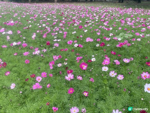 錦上路西鐵站再行一段路，有金魚，有龜，有小朋友賽車場，有士多...