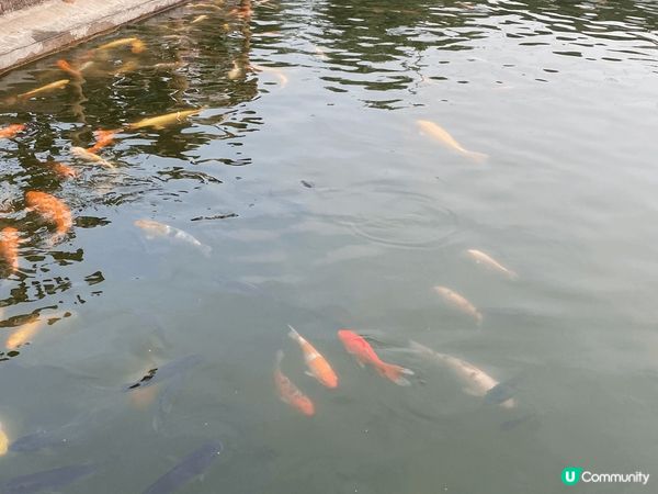 錦上路西鐵站再行一段路，有金魚，有龜，有小朋友賽車場，有士多...