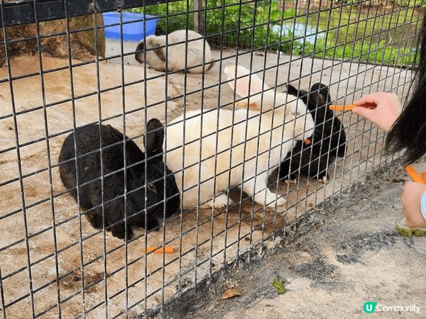 #童話世界農莊#大埔#老少咸宜#有花草樹木#有動物#有打卡仿...