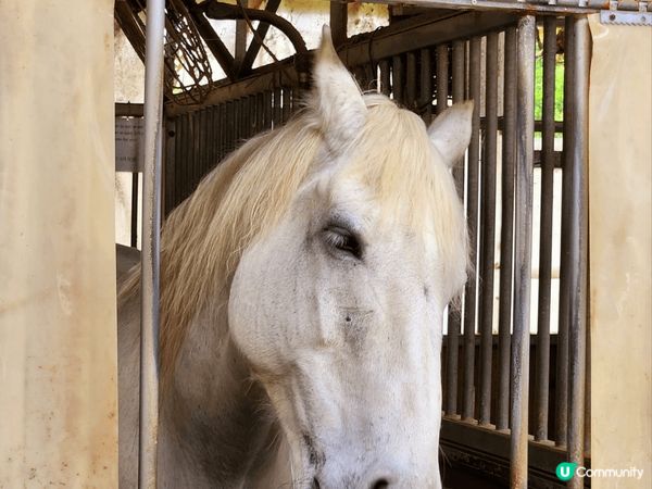 #童話世界農莊#大埔#老少咸宜#有花草樹木#有動物#有打卡仿...