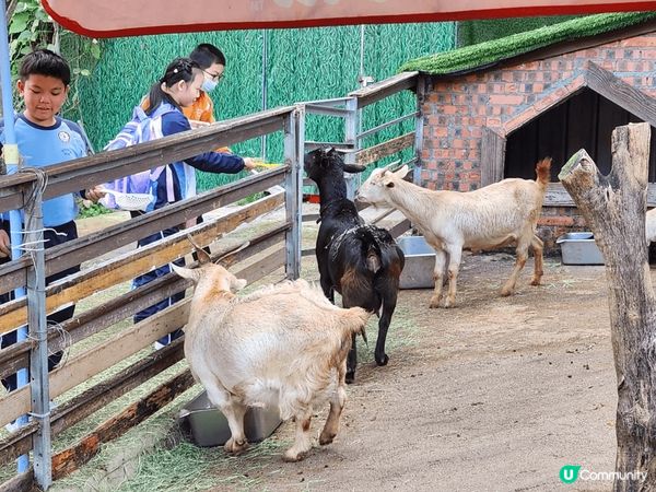 #童話世界農莊#大埔#老少咸宜#有花草樹木#有動物#有打卡仿...