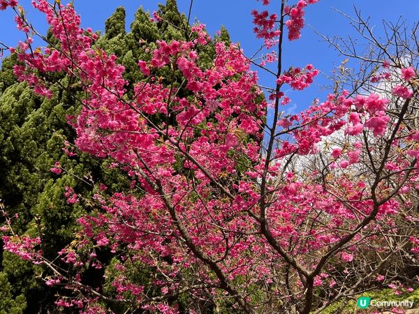 春天是櫻花盛開的季節🌸 每年從過農曆年開始，台北陽明山的櫻花...