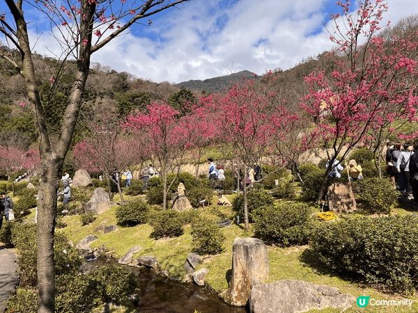 春天是櫻花盛開的季節🌸 每年從過農曆年開始，台北陽明山的櫻花...