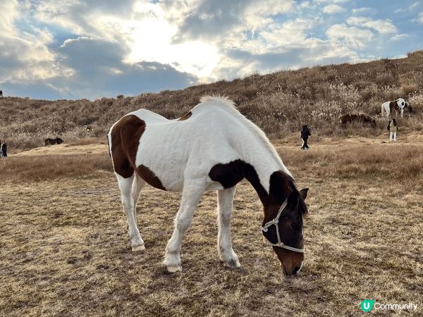 睇完阿蘇火山去到草千里，見還有點時間就落一落車。草千里有阿蘇...