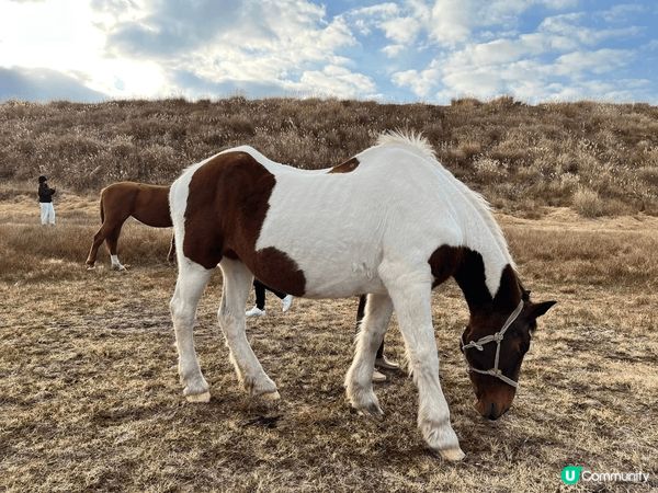 睇完阿蘇火山去到草千里，見還有點時間就落一落車。草千里有阿蘇...