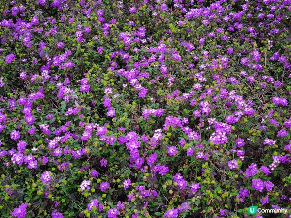 啟德體育園內有個場館，旁邊亦有多個購物中心，不同的餐廳更方便...