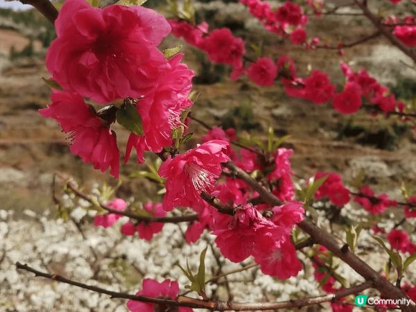 去了歐洲之旅，這是愛爾蘭，風景很美，也可看到不一樣的景色，值...
