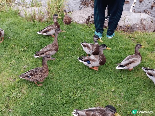 去了歐洲之旅，這是愛爾蘭，風景很美，也可看到不一樣的景色，值...