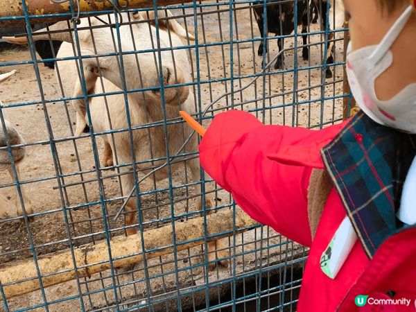 深圳美食 3 歲都like 