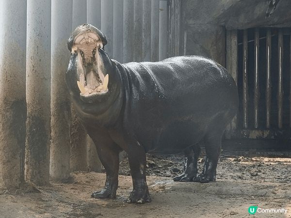2️⃣0️⃣2️⃣5️⃣慢遊台灣高雄四日三夜之旅