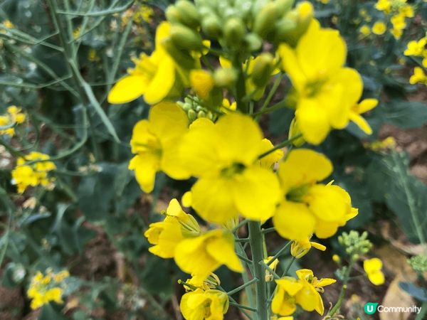 深光明油菜花田，一大片的金黃色，很美啊！附近有採摘園可摘士多...