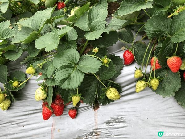 深光明油菜花田，一大片的金黃色，很美啊！附近有採摘園可摘士多...