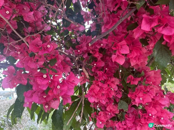 大自然的美麗令人心靈平靜，展現出和諧的生態之美，一種重新清新...