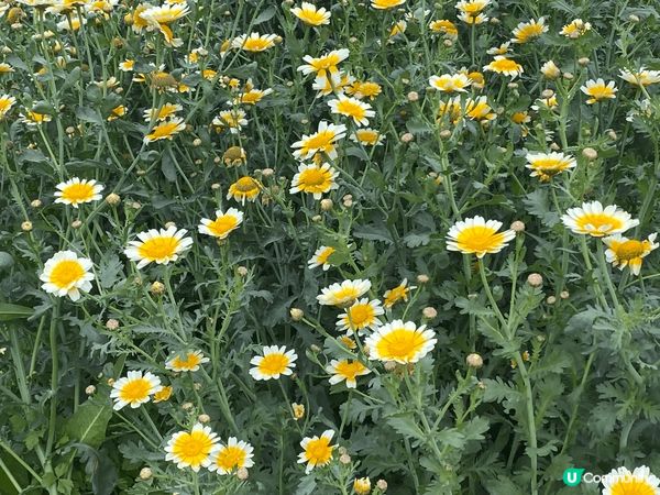 大自然的美麗令人心靈平靜，展現出和諧的生態之美，一種重新清新...