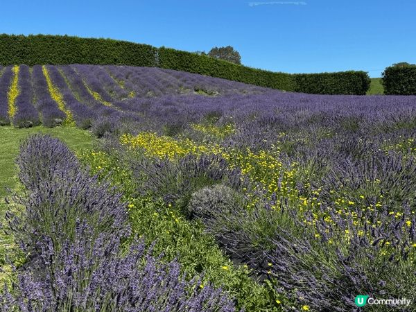 新西蘭北島是自駕遊的好去處。大自然風光, 上山下海都會令你樂...